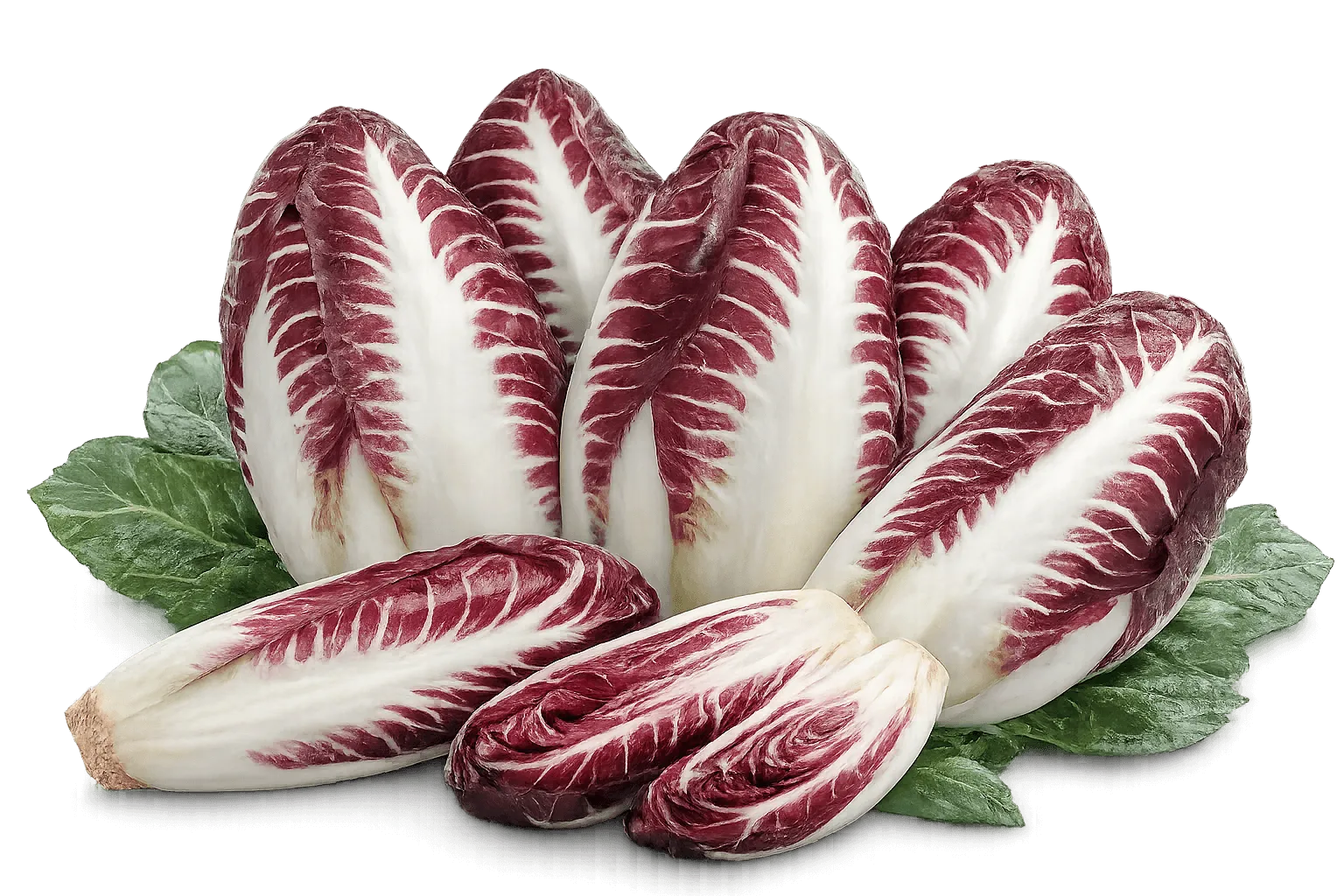 Radicchio di Treviso Precoce