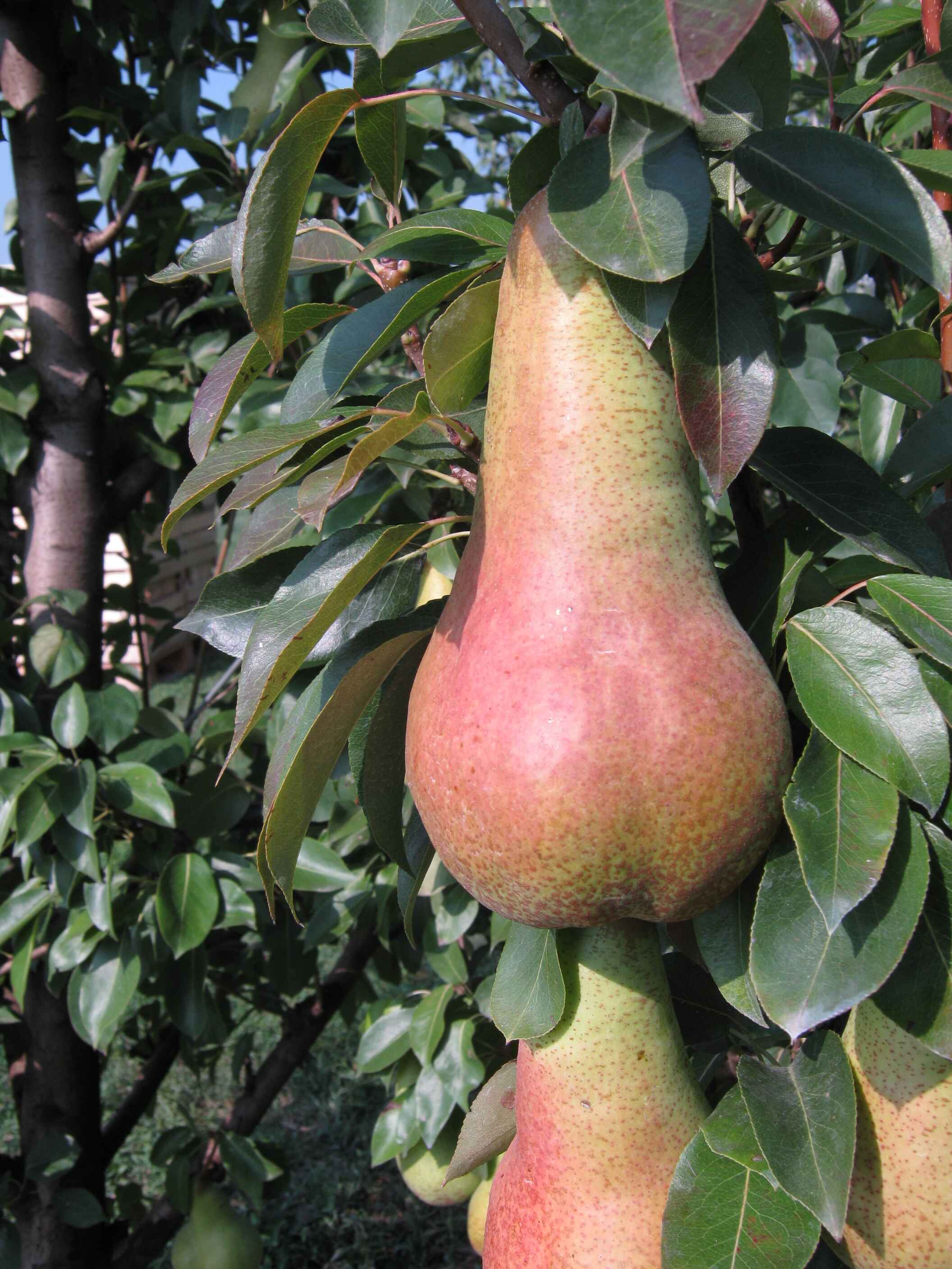Italian Pears