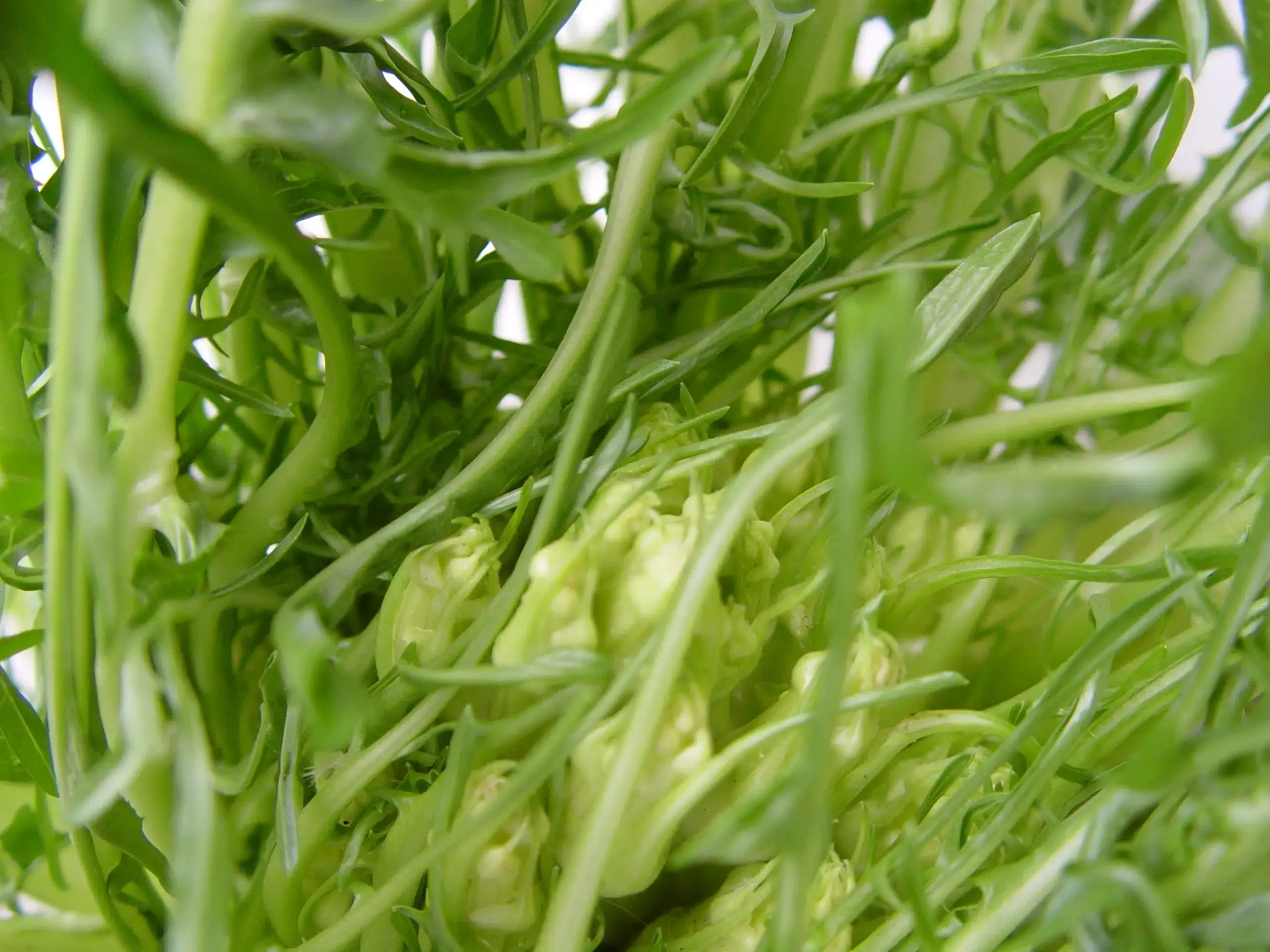 Puntarelle