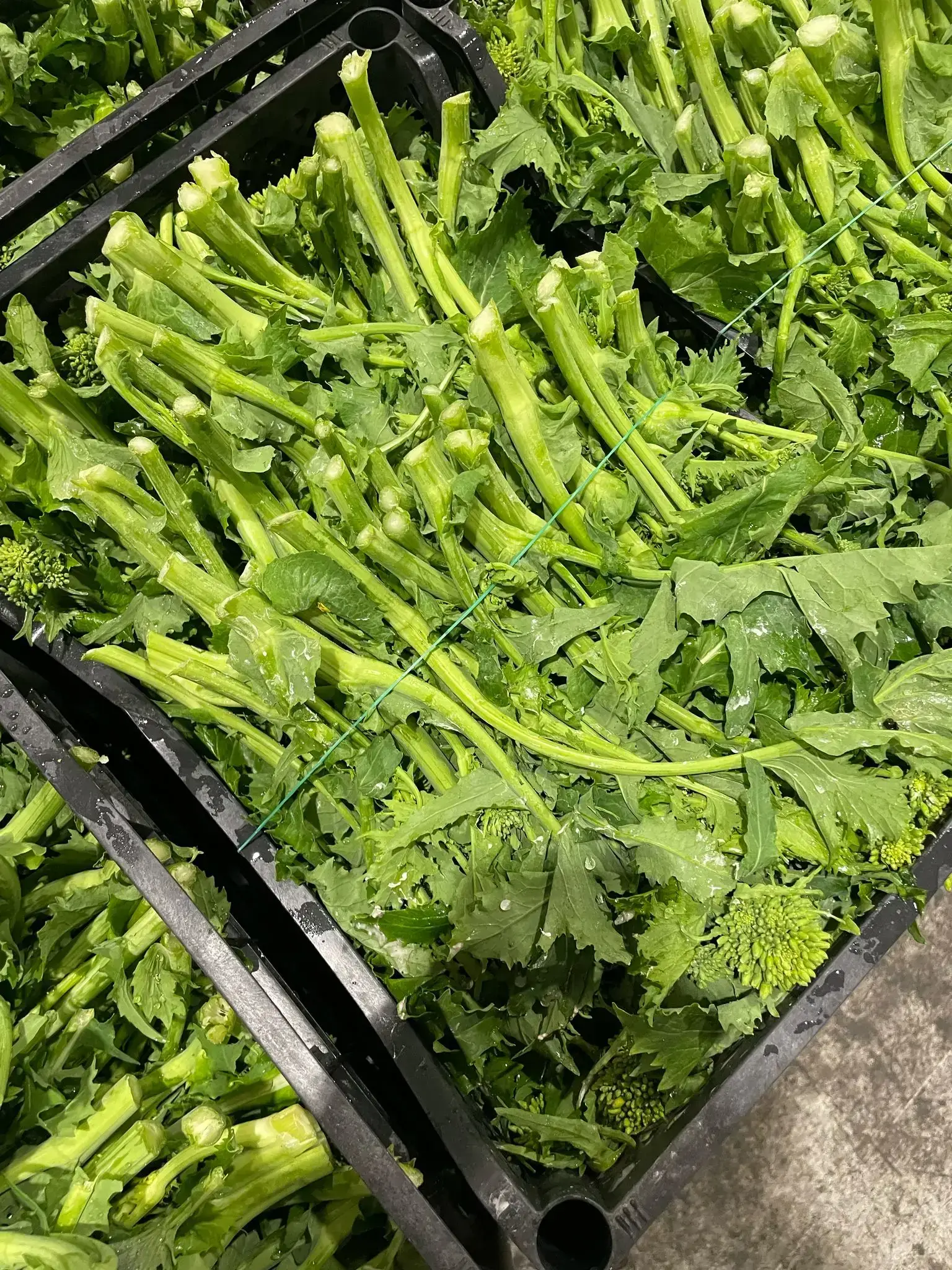 Broccoli Rabe