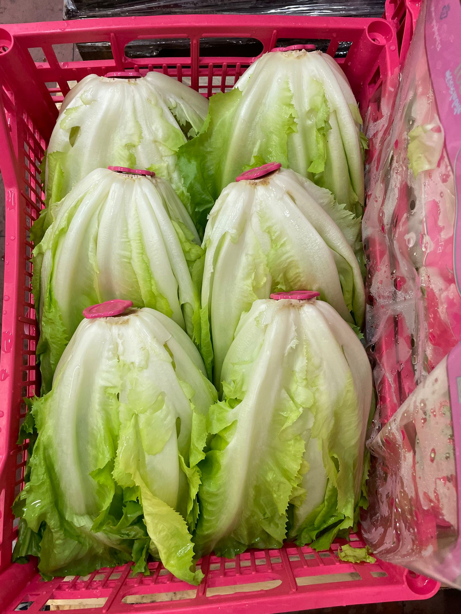 Endive Escarole