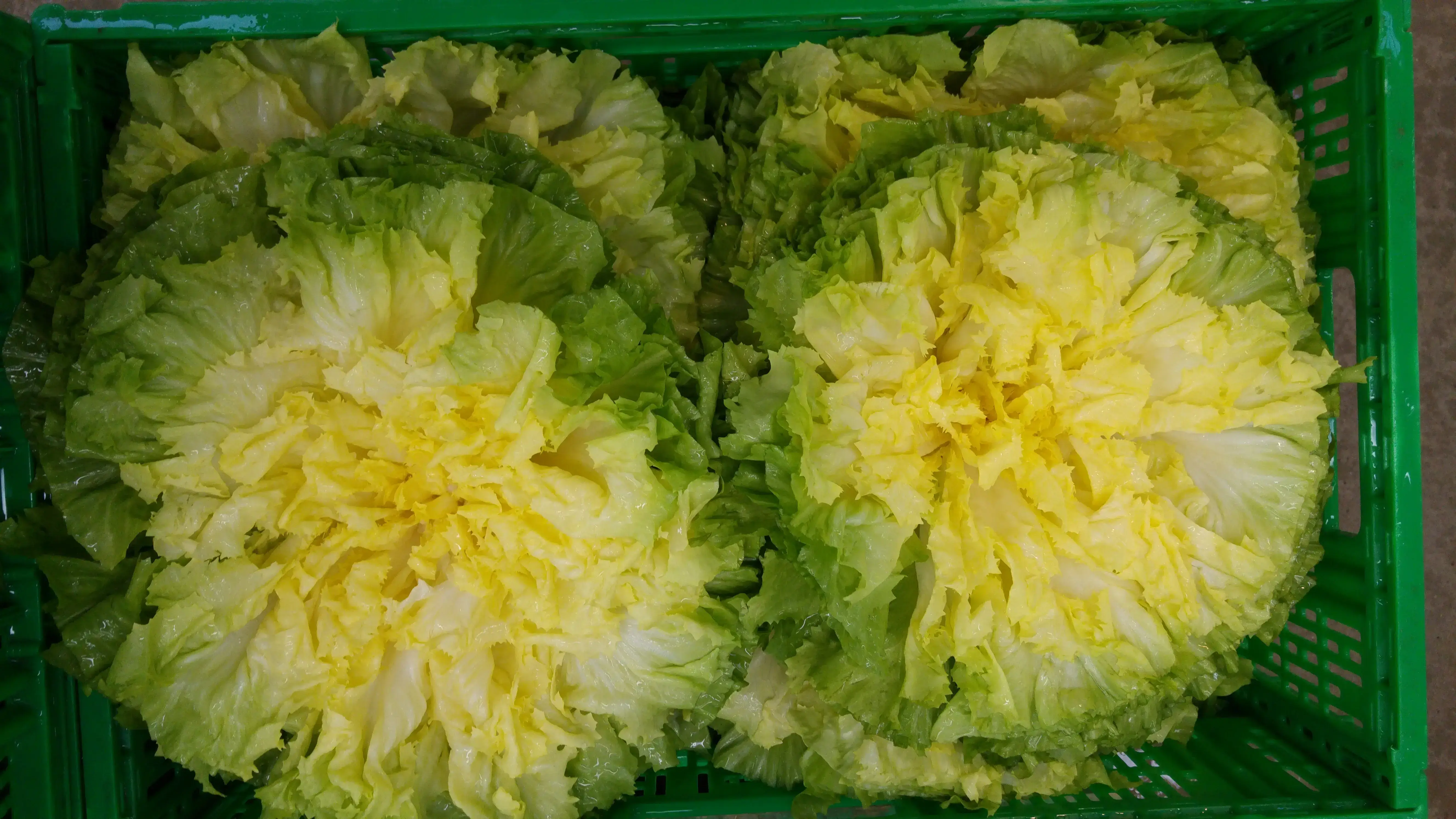 Endive Escarole