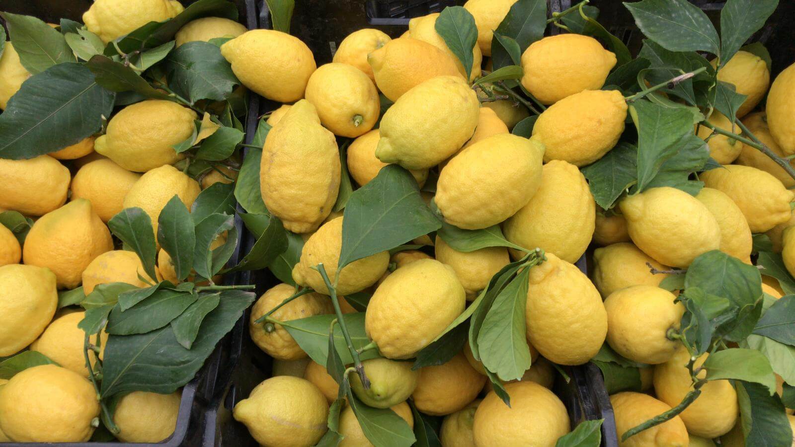 Premium Italian Lemons lemons Fruit
