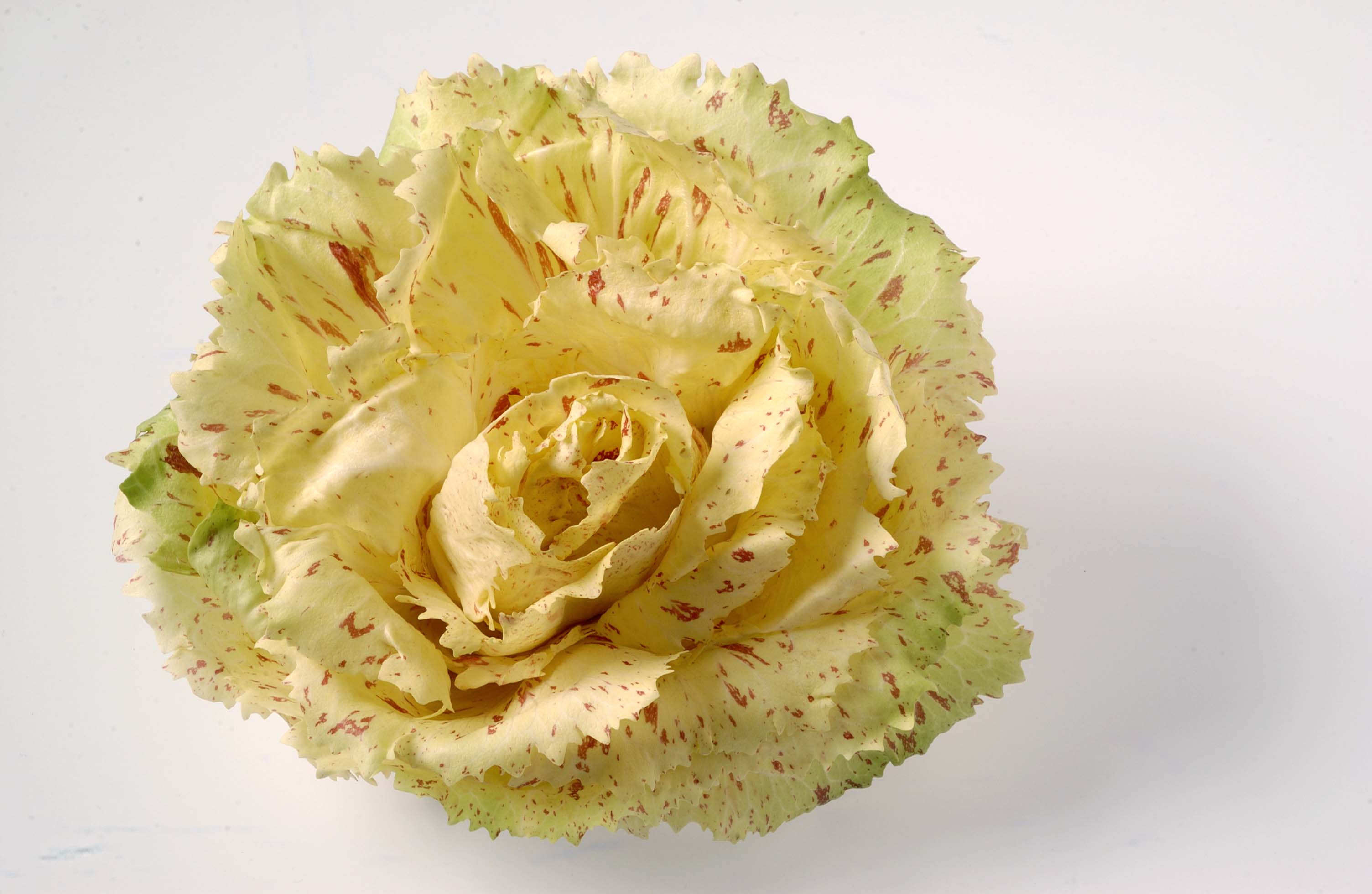 Radicchio Castelfranco