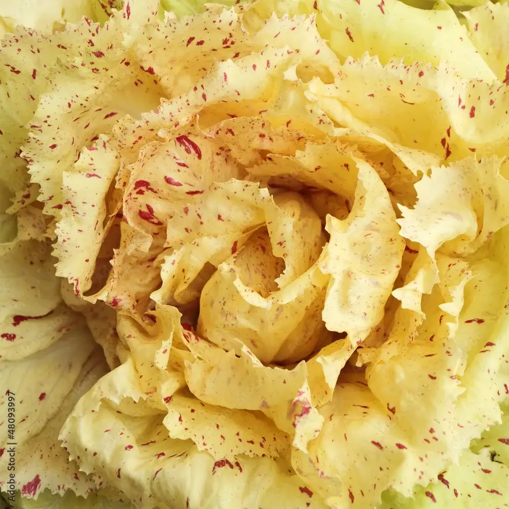 Radicchio Castelfranco