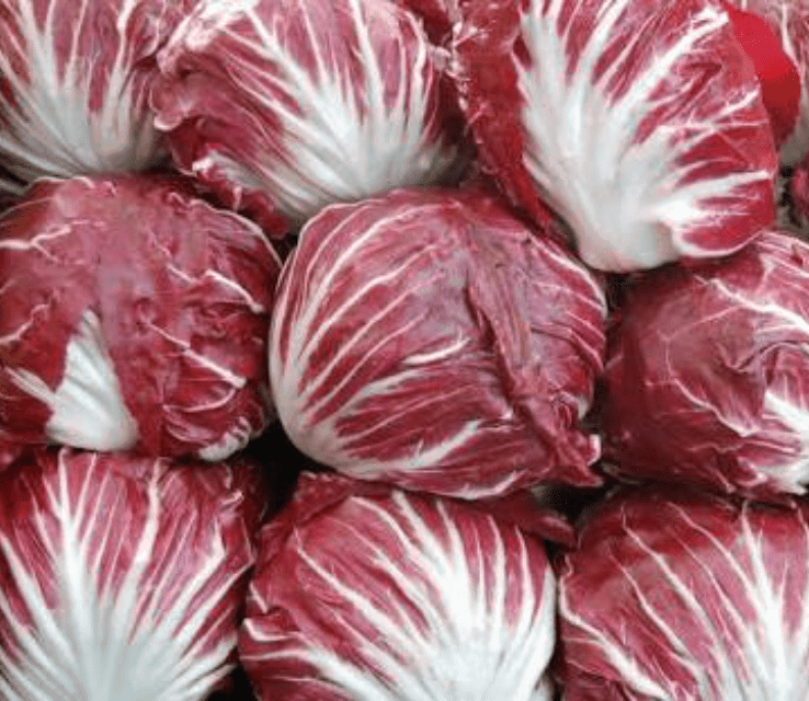 Radicchio Chioggia