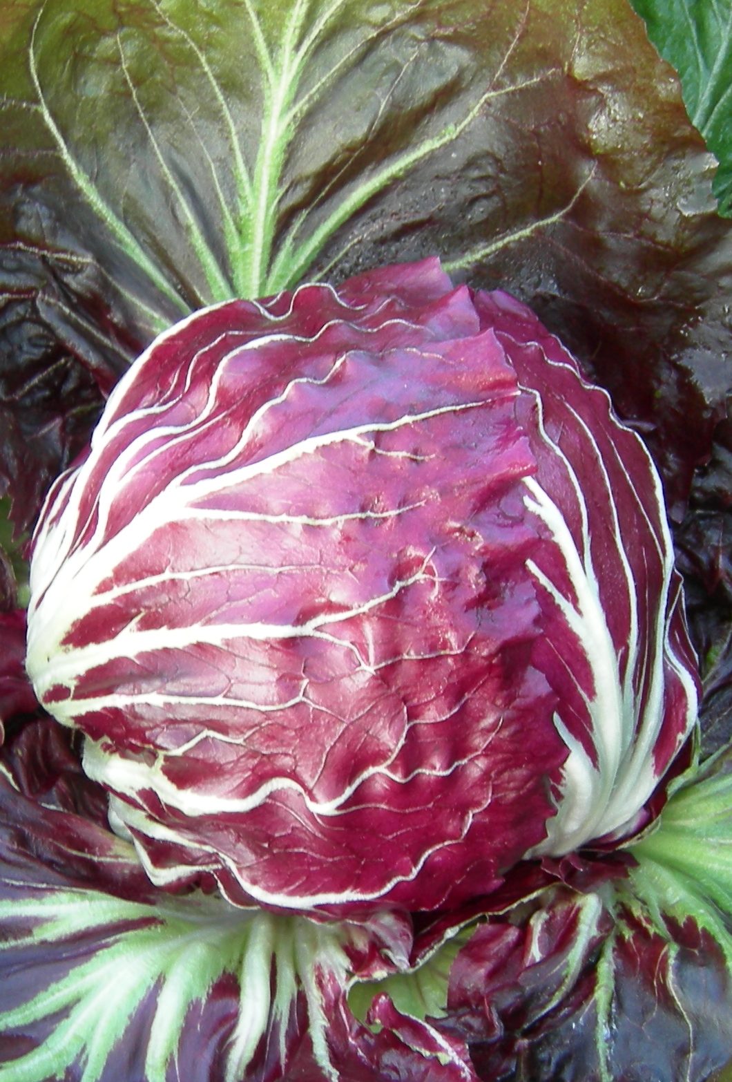 Radicchio Chioggia