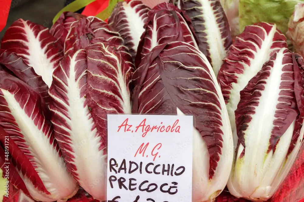 Radicchio di Treviso Precoce
