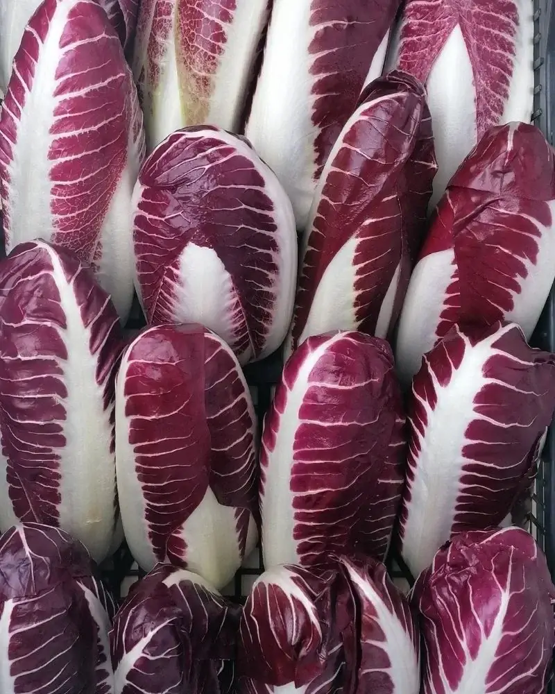 Radicchio di Treviso Precoce