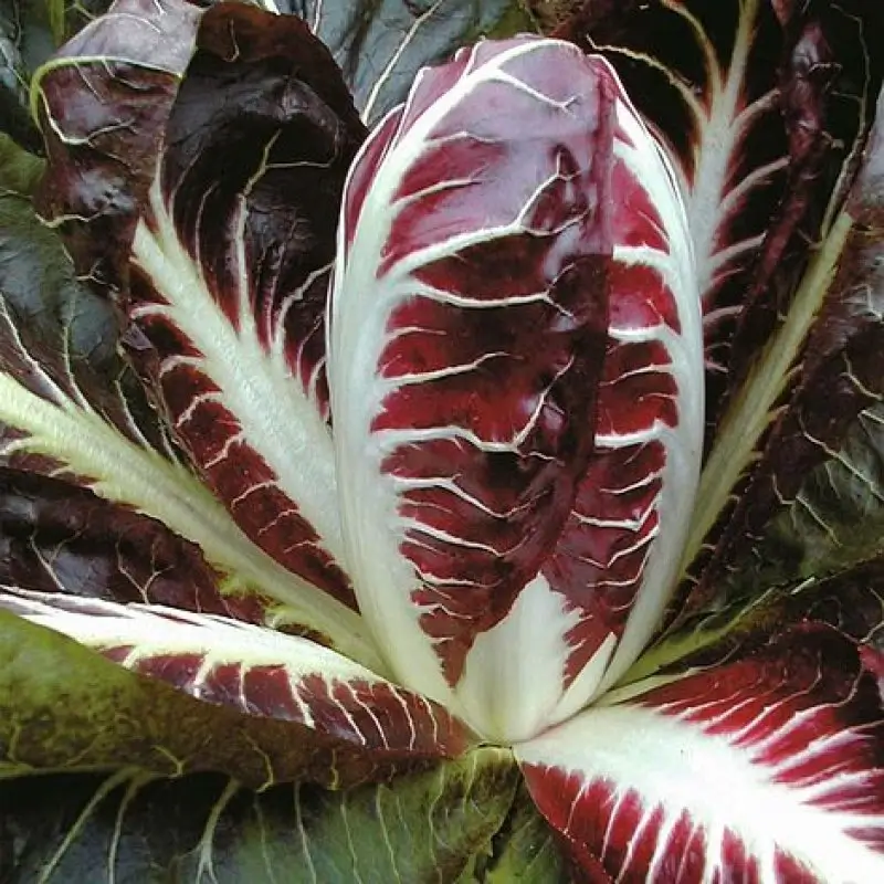 Radicchio di Treviso Precoce