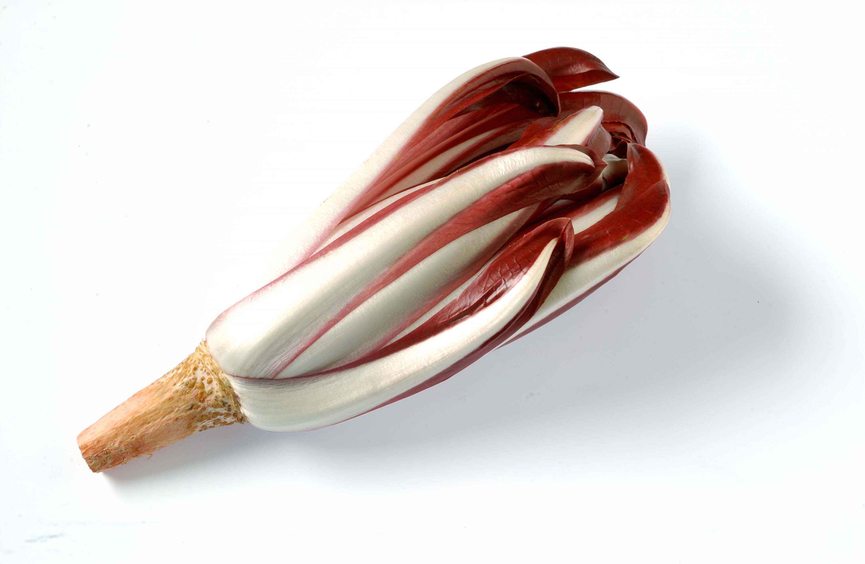 Radicchio di Treviso Tardivo