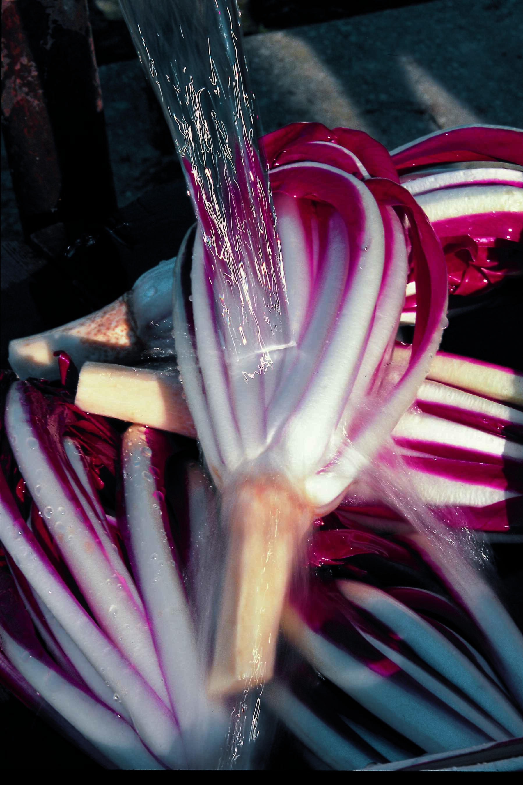 Radicchio di Treviso Tardivo