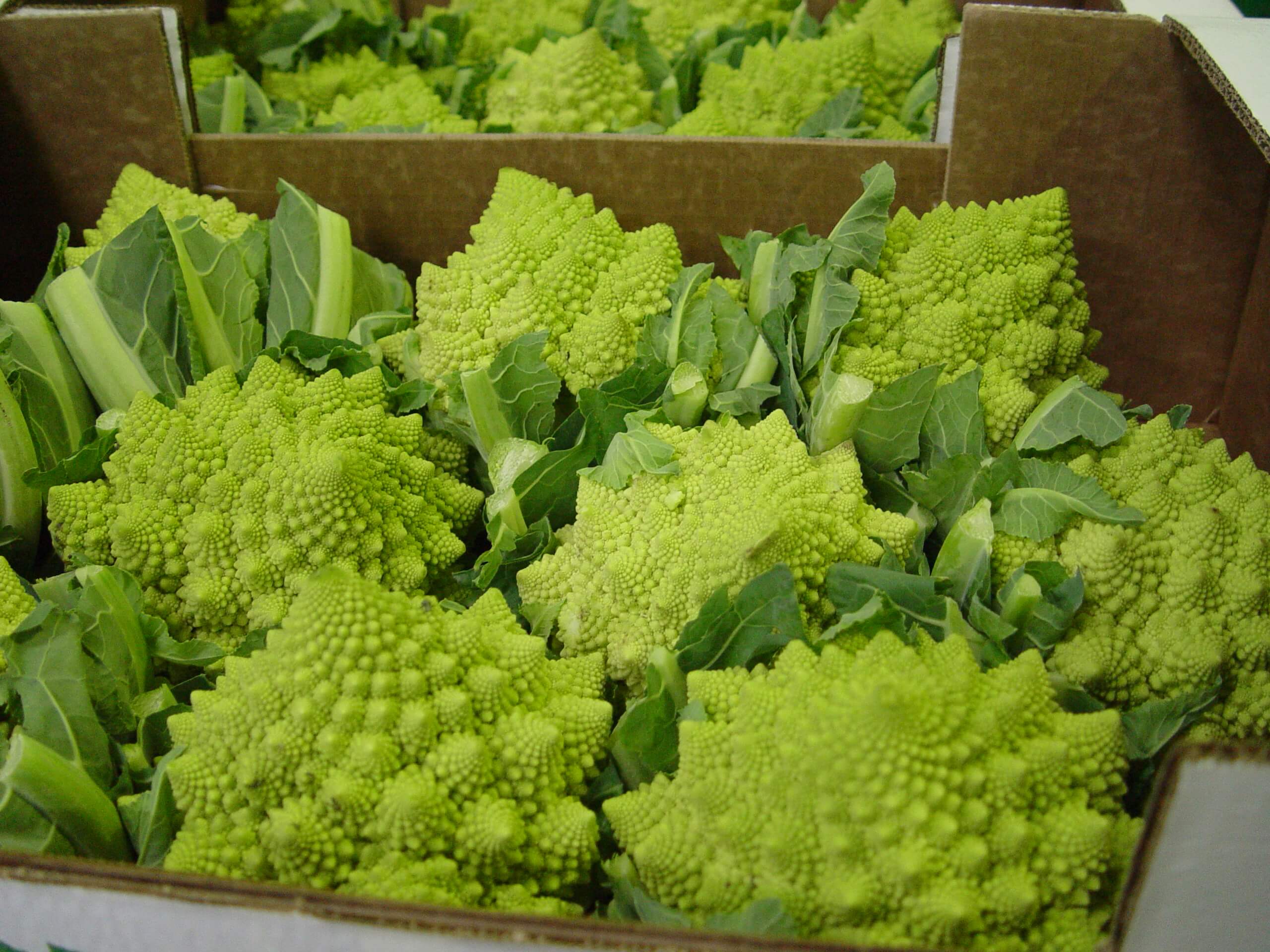 Romanesco Cauliflower