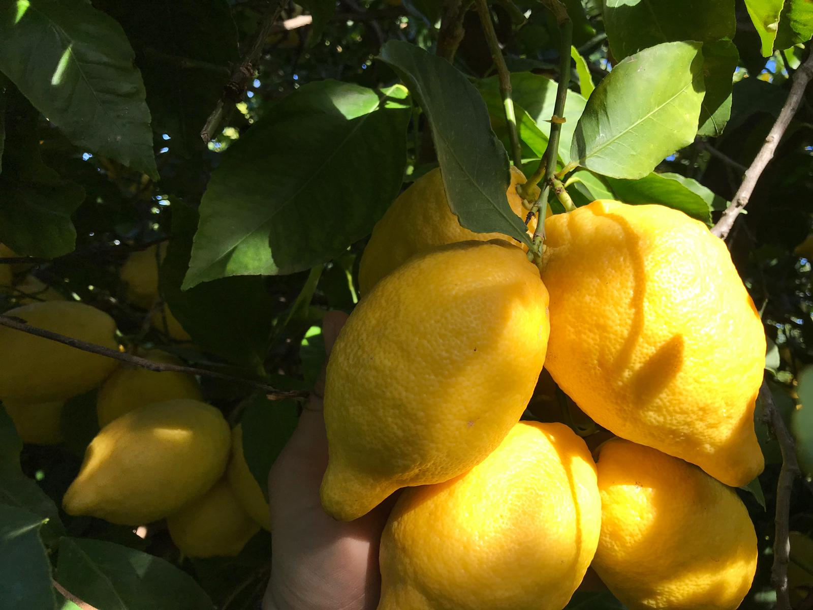 Femminello lemons Fruit