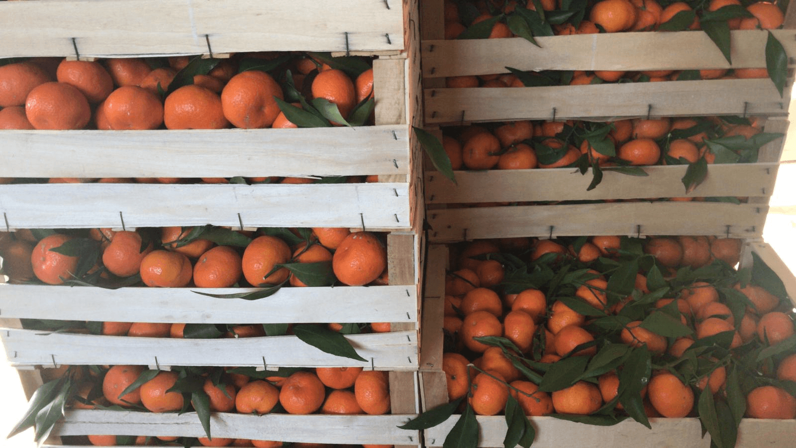 Sicilian Mandarins