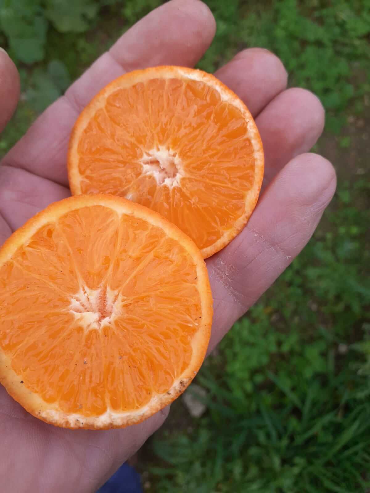 Sicilian Mandarins