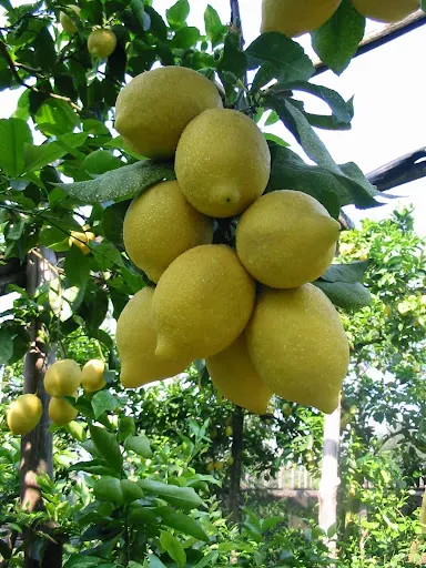 Why Sicilian Lemons Stand Out: The Femminello
