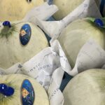 Honeymoon Melons: The Secret to Winter Radiance