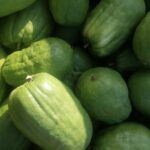 Citron: The Ancient Citrus Giant