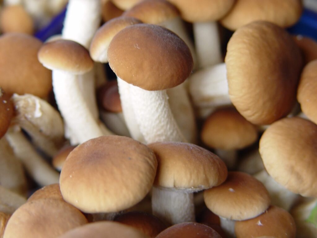The Umami Profile of Italian Pioppini Mushrooms