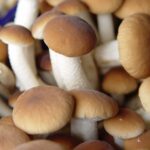 The Umami Profile of Italian Pioppini Mushrooms