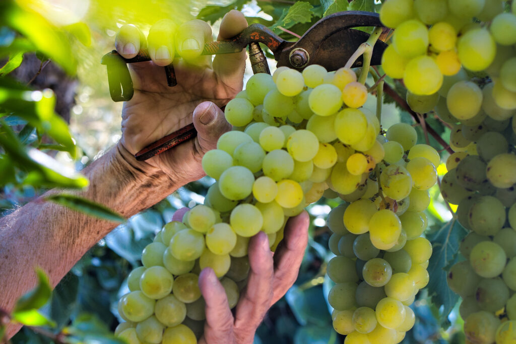 How to Pick and Store the Sweetest Vittoria Grapes