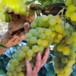 How to Pick and Store the Sweetest Vittoria Grapes